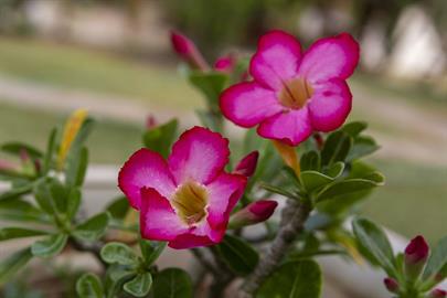 1piscina + área externa  (81).jpg