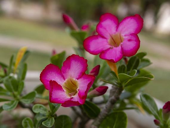 1piscina + área externa  (81).jpg