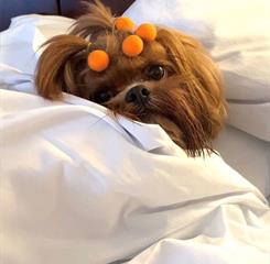 5) pet hanna 5º foto 1.jpg