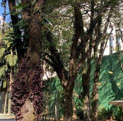 12) área verde 3.jpg