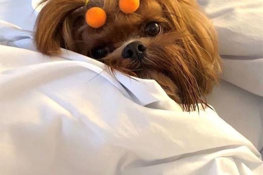 5) pet hanna 5º foto 1.jpg