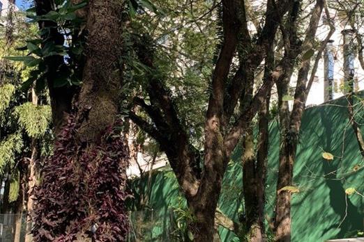 12) área verde 3.jpg