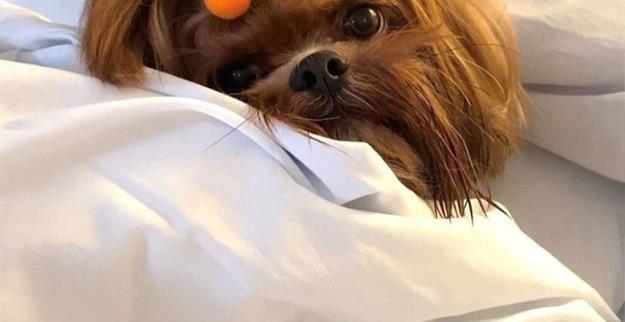 5) pet hanna 5º foto 1.jpg