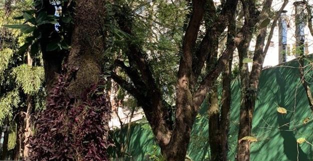 12) área verde 3.jpg