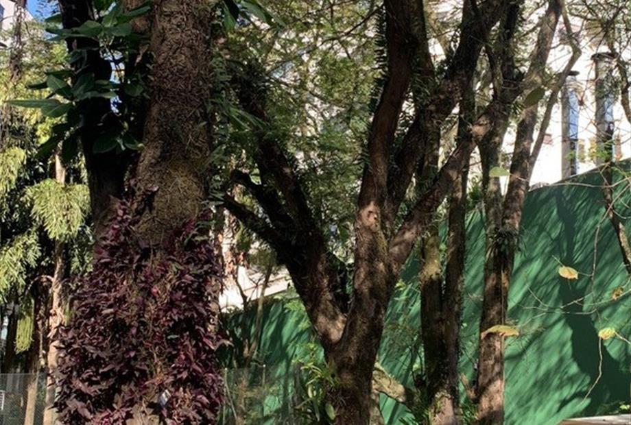 12) área verde 3.jpg