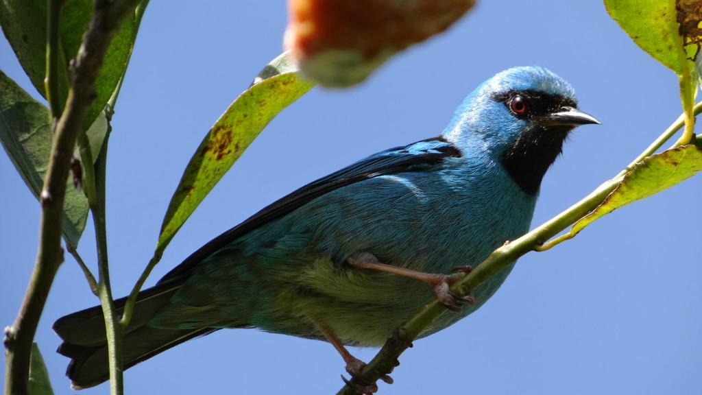 Saíra Azul.jpg