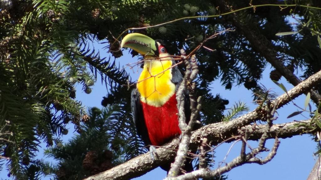 Tucano.jpg