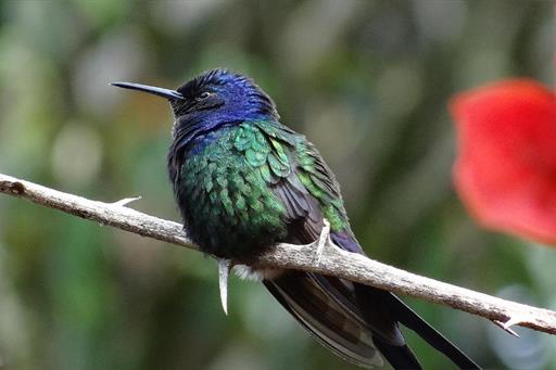 Beija Flor Logo Penas.jpg