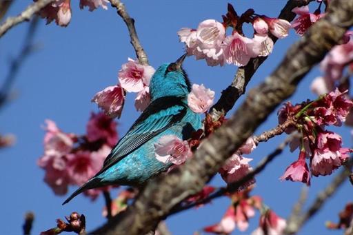 Saíra Cerejeira.jpg