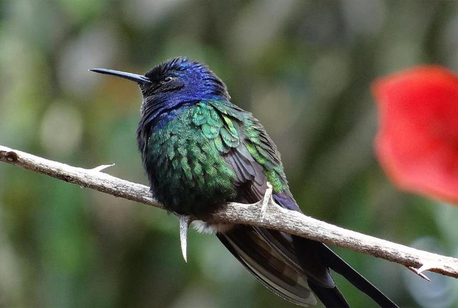 Beija Flor Logo Penas.jpg