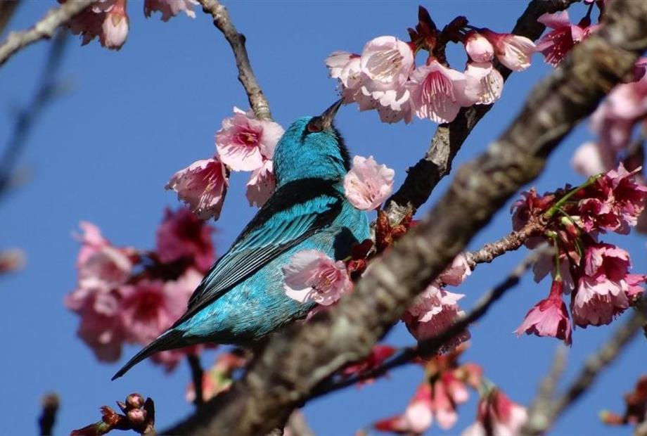 Saíra Cerejeira.jpg