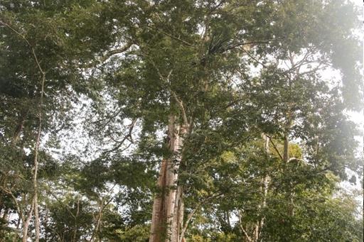 whatsapp image 2021-05-17 at 12.13.40 (7).jpeg