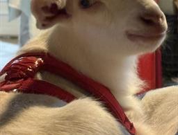 Rancho Texas Ubatuba