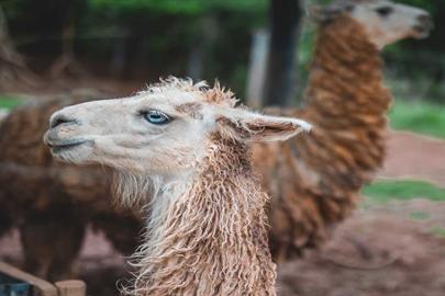 ilhama -campo dos sonhos -socorro sp.jpg