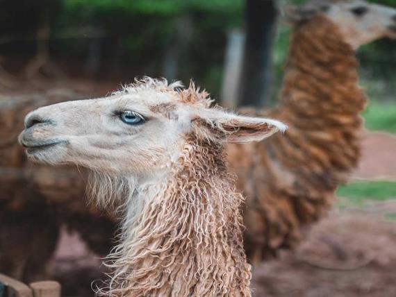 ilhama -campo dos sonhos -socorro sp.jpg