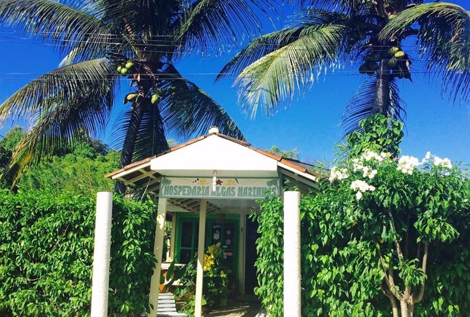 algas marinhas 03.jpg