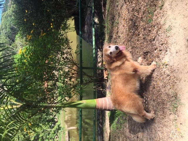 pet no chalé.jpg