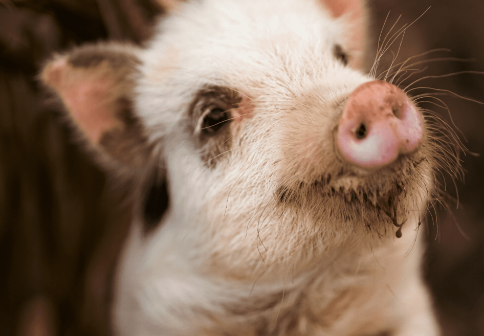 pompom - mini pig.png