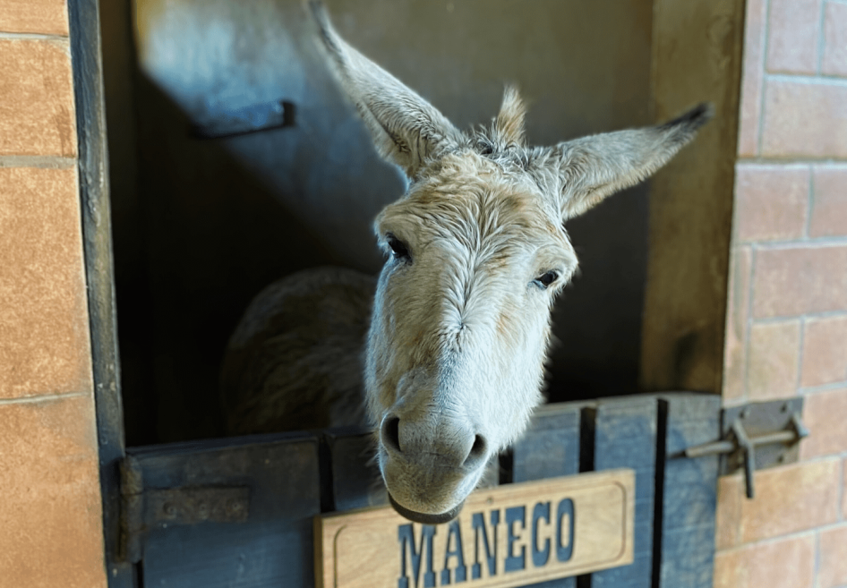 maneco - burrinho.png