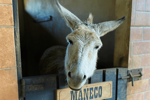 maneco - burrinho.png