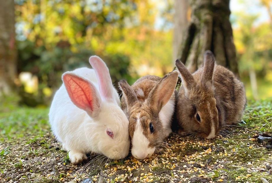 coelhinho 2-compressed.jpg