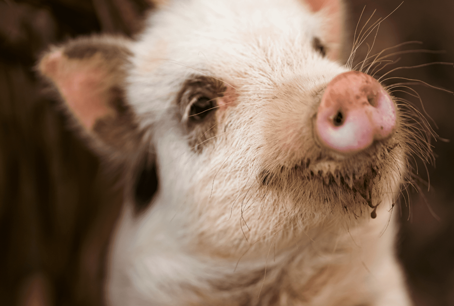 pompom - mini pig.png