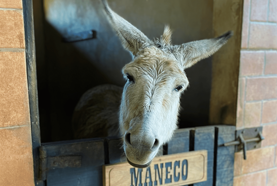 maneco - burrinho.png