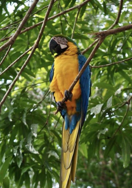 arara (1).jpg