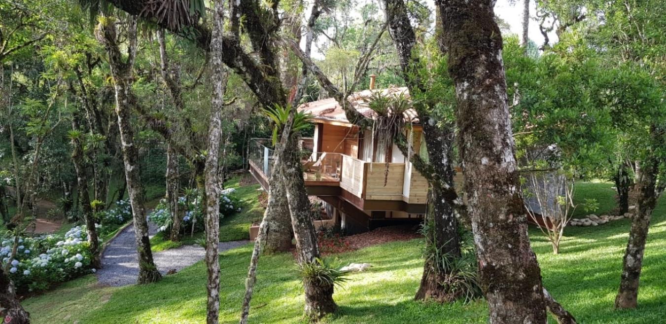 araucária - frente.jpeg