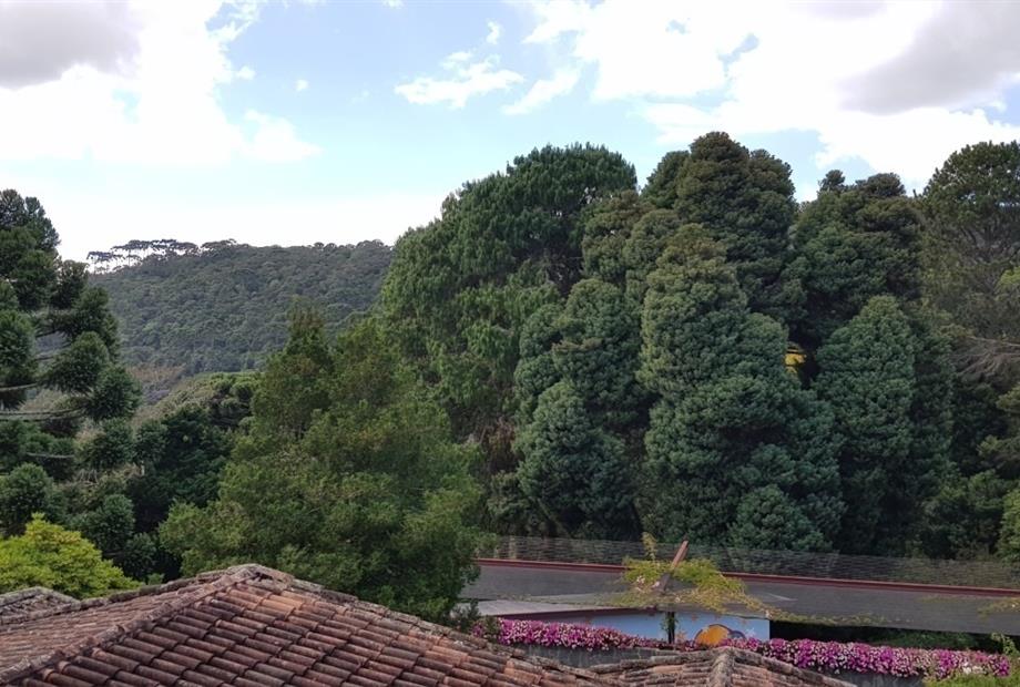 vista do bosque 1.jpg