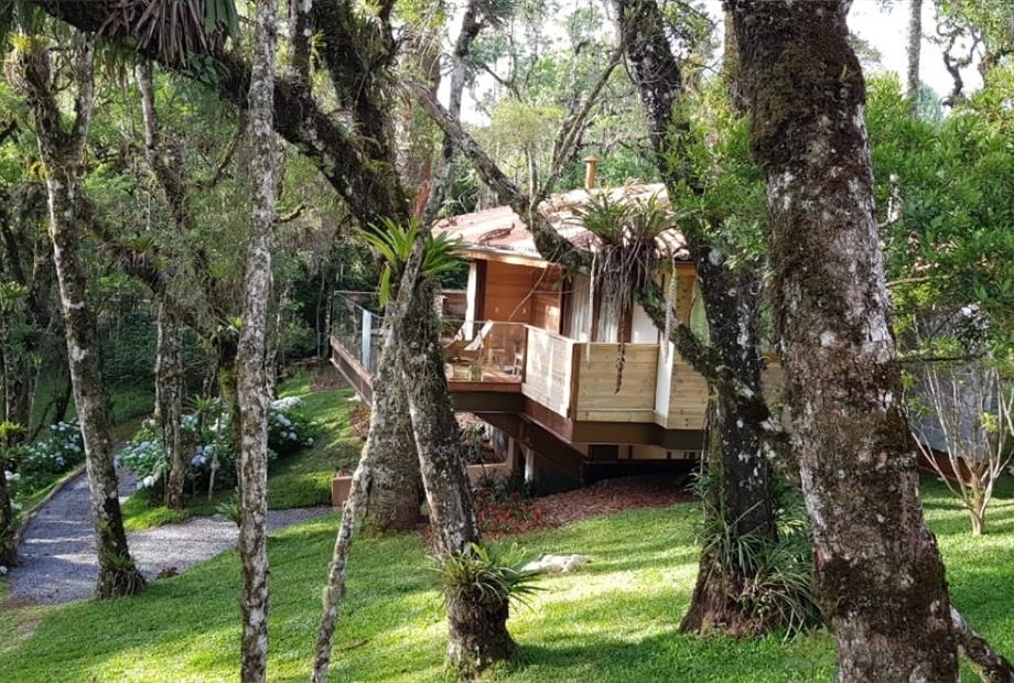 araucária - frente.jpeg