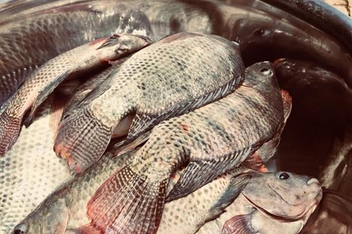 WhatsApp Image 2019-01-20 at 16.16.12 (1).jpeg