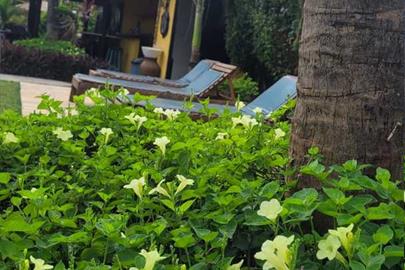 jardim e area de sol.jpg