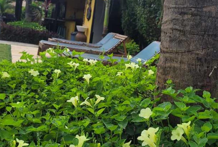 jardim e area de sol.jpg