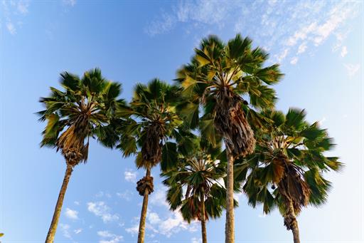 cópia de cópia de rb103298.jpg