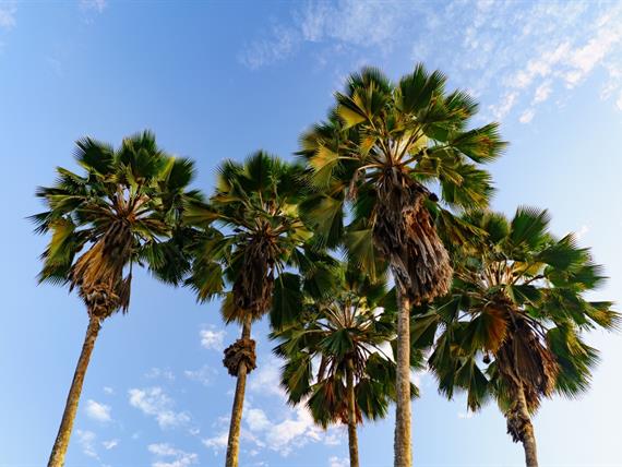 cópia de cópia de rb103298.jpg