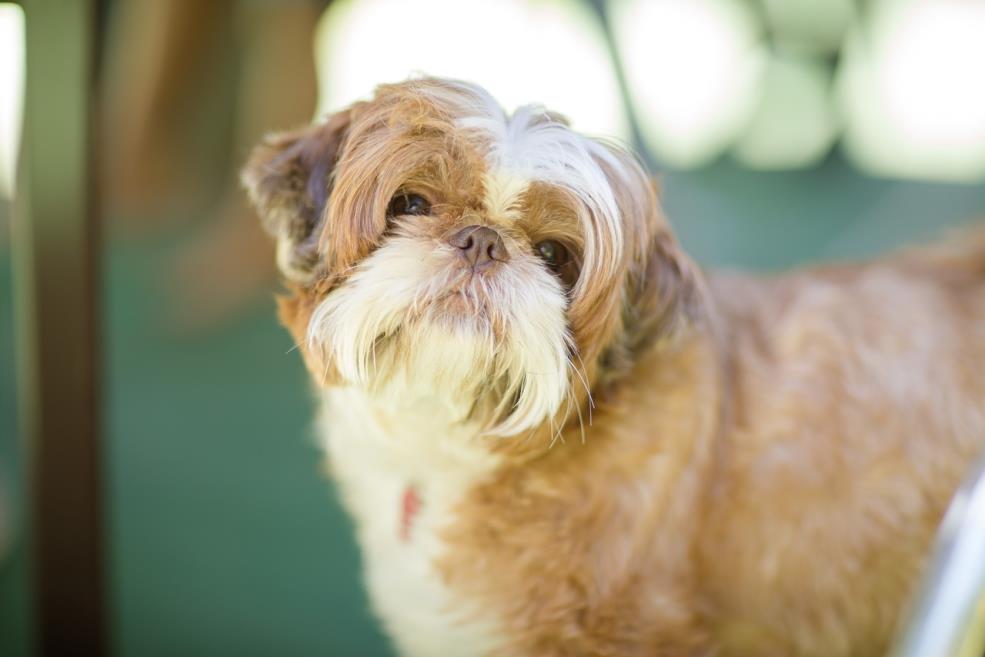 pet friendly 3.jpg