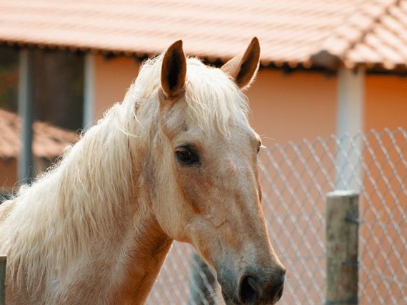 50 alterada omnibees.png