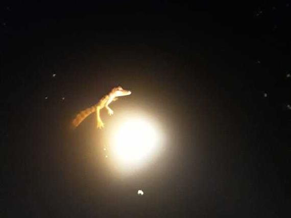 focagem de jacaré.jpeg