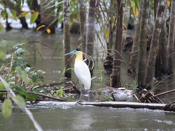 observação de passaros.jpeg
