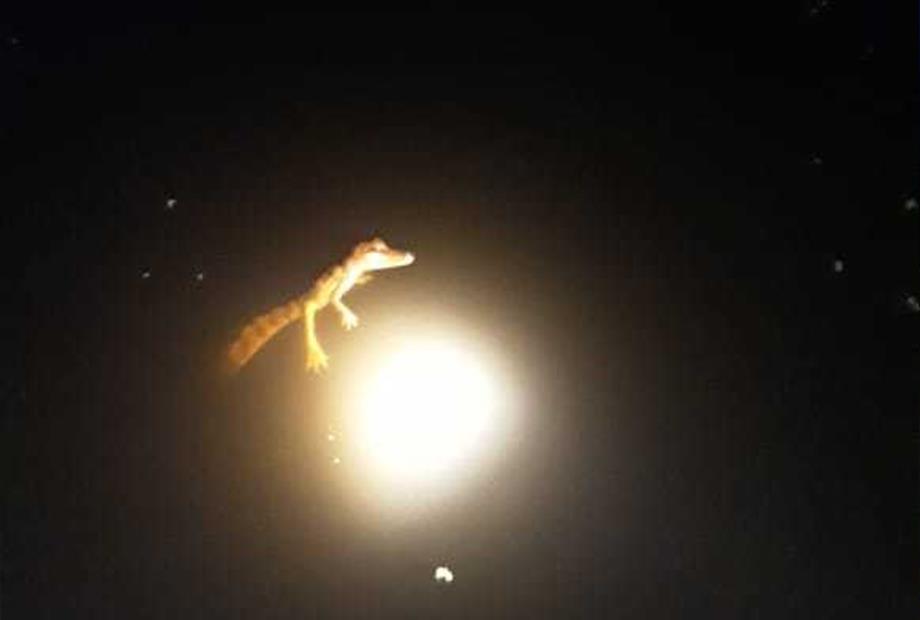 focagem de jacaré.jpeg