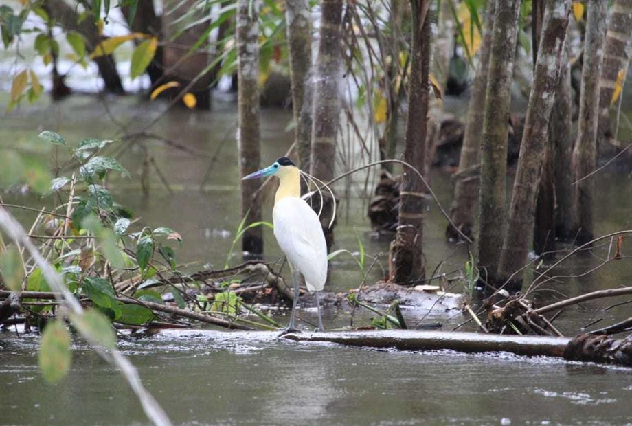 observação de passaros.jpeg