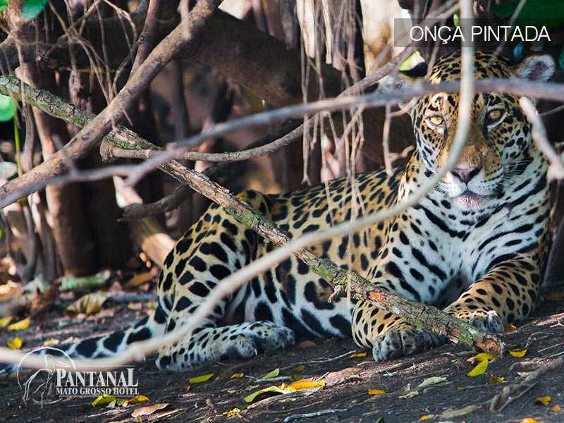 Pantanal (3).jpg