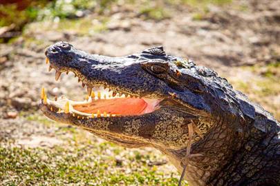 hotel jacaré 2_12.jpg