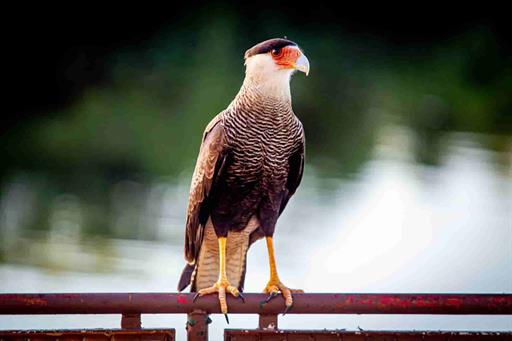 hotel carcará 2_16.jpg