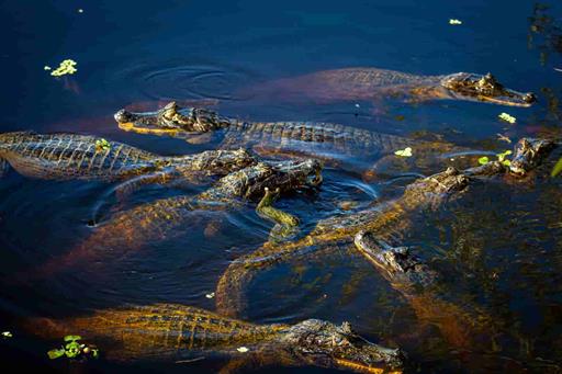 hotel jacaré_14.jpg