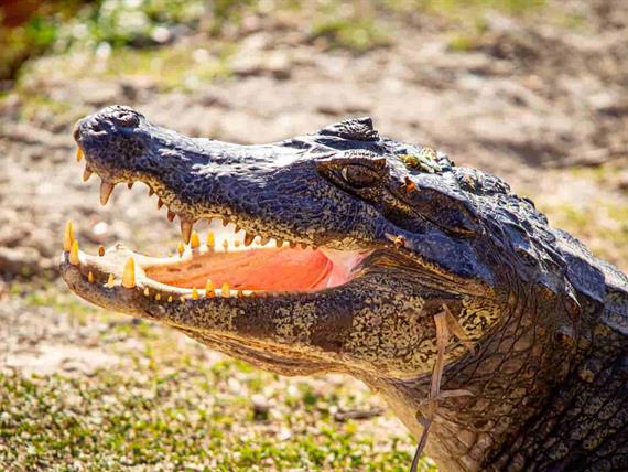 hotel jacaré 2_12.jpg