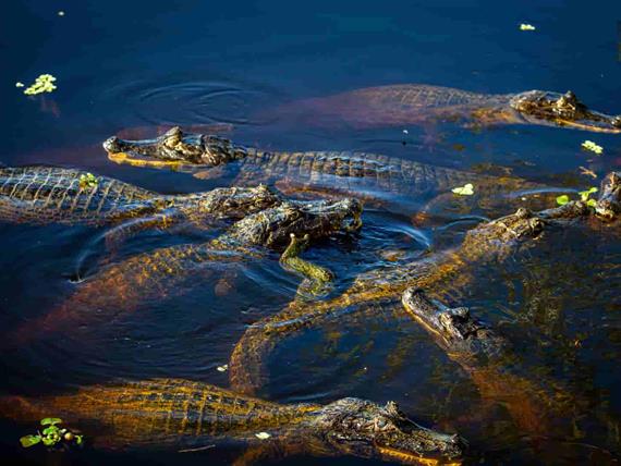 hotel jacaré_14.jpg