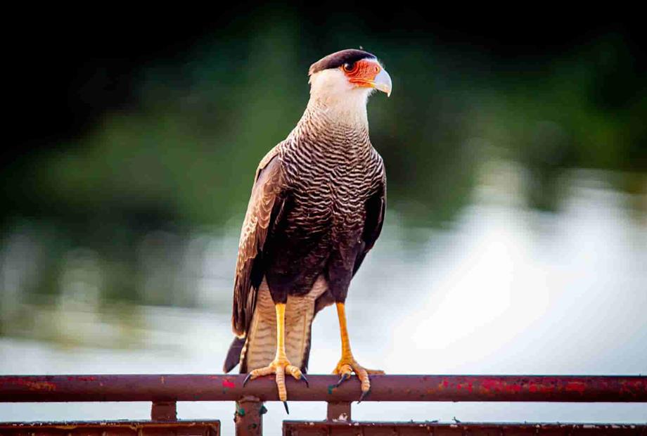 hotel carcará 2_16.jpg