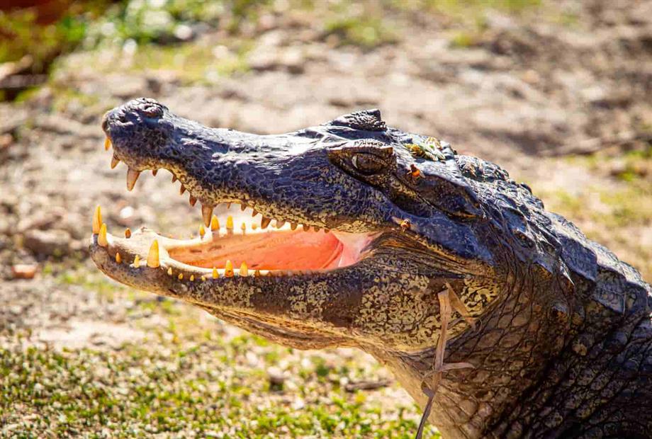 hotel jacaré 2_12.jpg